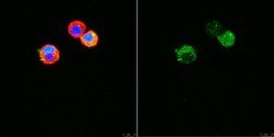 Vesicular Glutamate Transporter 3 (VGLUT3), Rabbit anti-Mouse, Human, Rat,